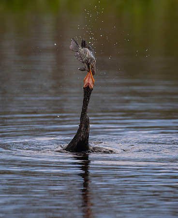 Anhinga #2