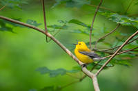 Prothonotary Warbler in Song