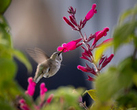 Black-chinned Hummingbird