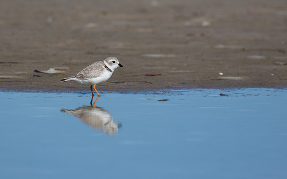 Semipalmated Plover