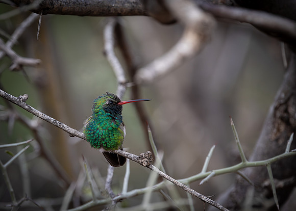 Broad-billed Hummingbird