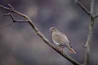 White-winged Dove