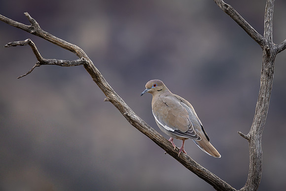 White-winged Dove