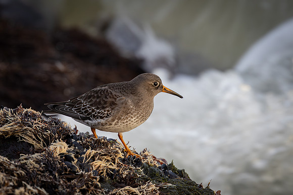 Purple Sandpiper