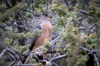 Cooper's Hawk with Prey