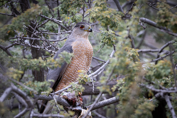 Cooper's Hawk with Prey