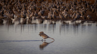 Sandhill Crane