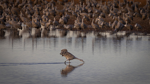 Sandhill Crane