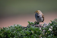Savannah Sparrow
