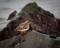 Ruddy Turnstone