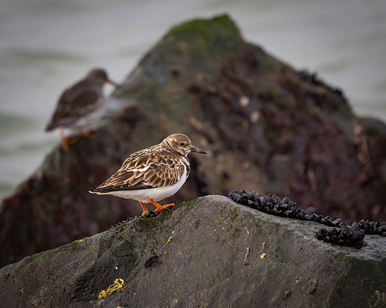 Ruddy Turnstone
