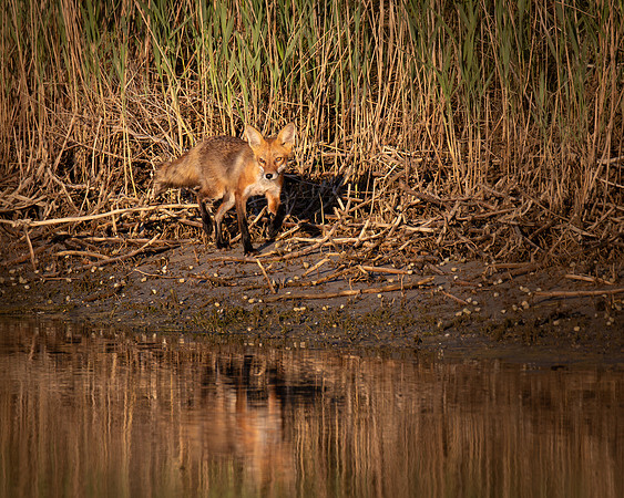 Red Fox