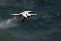 Red-footed Booby