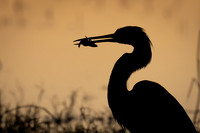 Tri-colored Heron