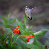 Anna's Hummingbird