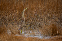 American Bittern