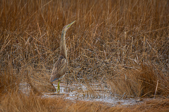 American Bittern