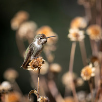 Anna's Hummingbird