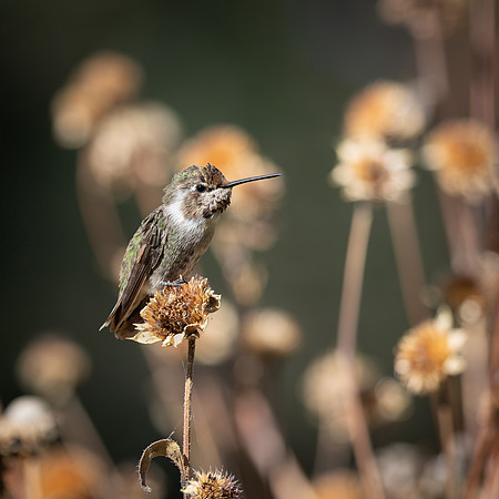 Anna's Hummingbird