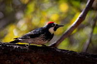 Acorn Woodpecker