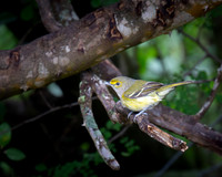 White-eyed Vireo