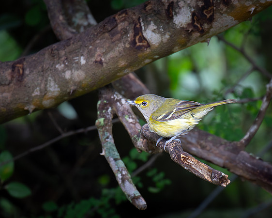 White-eyed Vireo