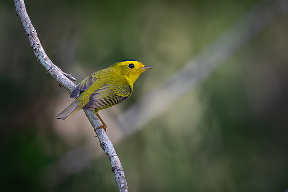 Wilson's Warbler