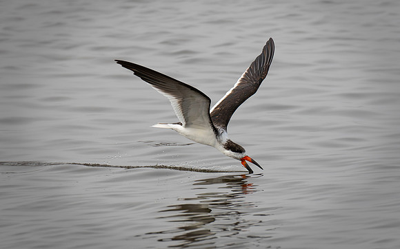 Black Skimmer