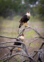 Crested Caracaras