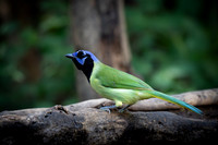 Green Jay