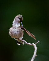 Ruby-throated Hummingbird (female)