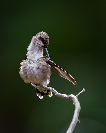 Ruby-throated Hummingbird (female)