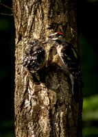 Downey Woodpecker and Fledgling