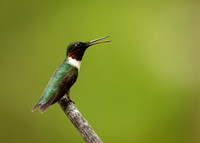 Ruby-throated Hummingbird