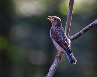 Immature Eastern Blue Bird