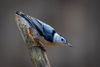 White-breasted Nuthatch