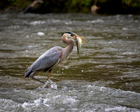 Great Blue Heron with Shad