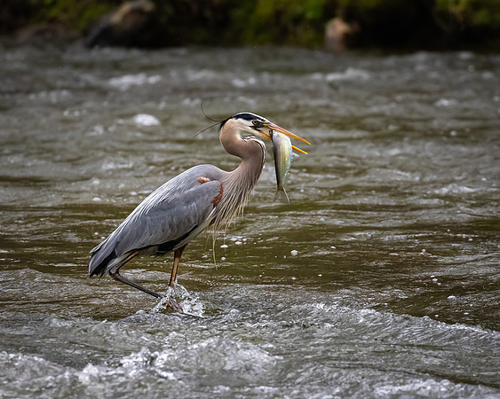 Great Blue Heron with Shad