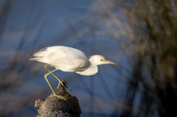 Little Blue Heron (Immature)