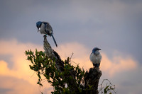 Florida Scrub Jay (Endemic)