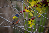 Painted Bunting (Male)