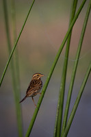 Savannah Sparrow in Morning Dew