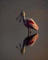 Roseate Spoonbill at Sunset