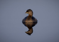 Pie-billed Grebe Reflection