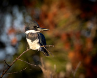 Belted Kingfisher at Sunset