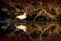 Snowy Egret in the Mangroves