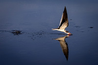 Black Skimmer at Blackpoint