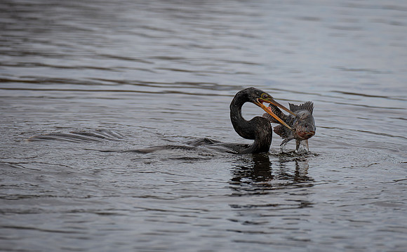 Anhinga