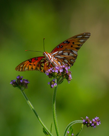 Gulf Fritillary