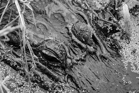 American Alligator II